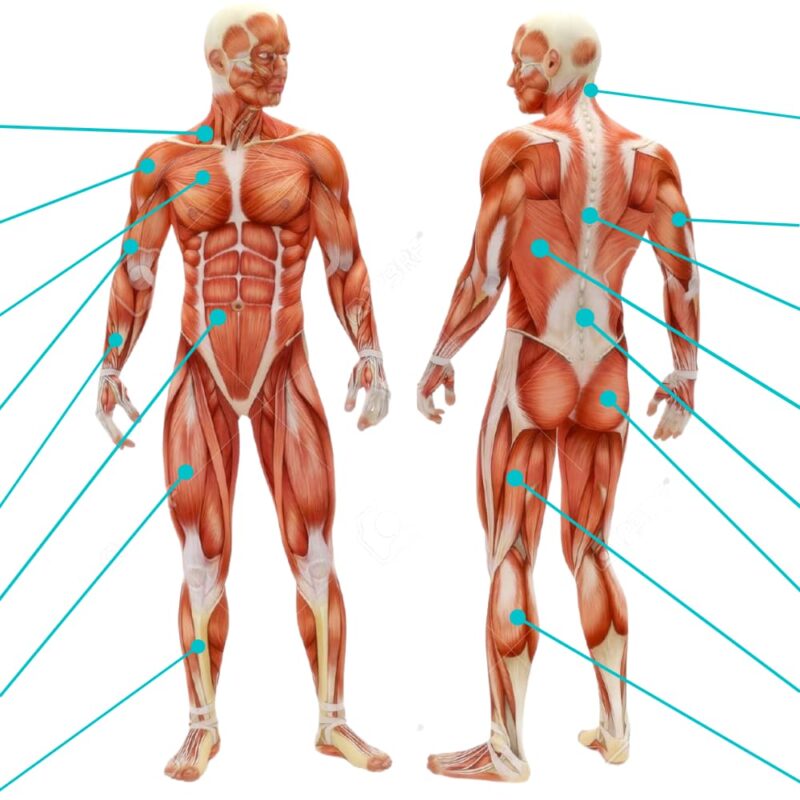 Human Body. Front & Back. Exercise Database