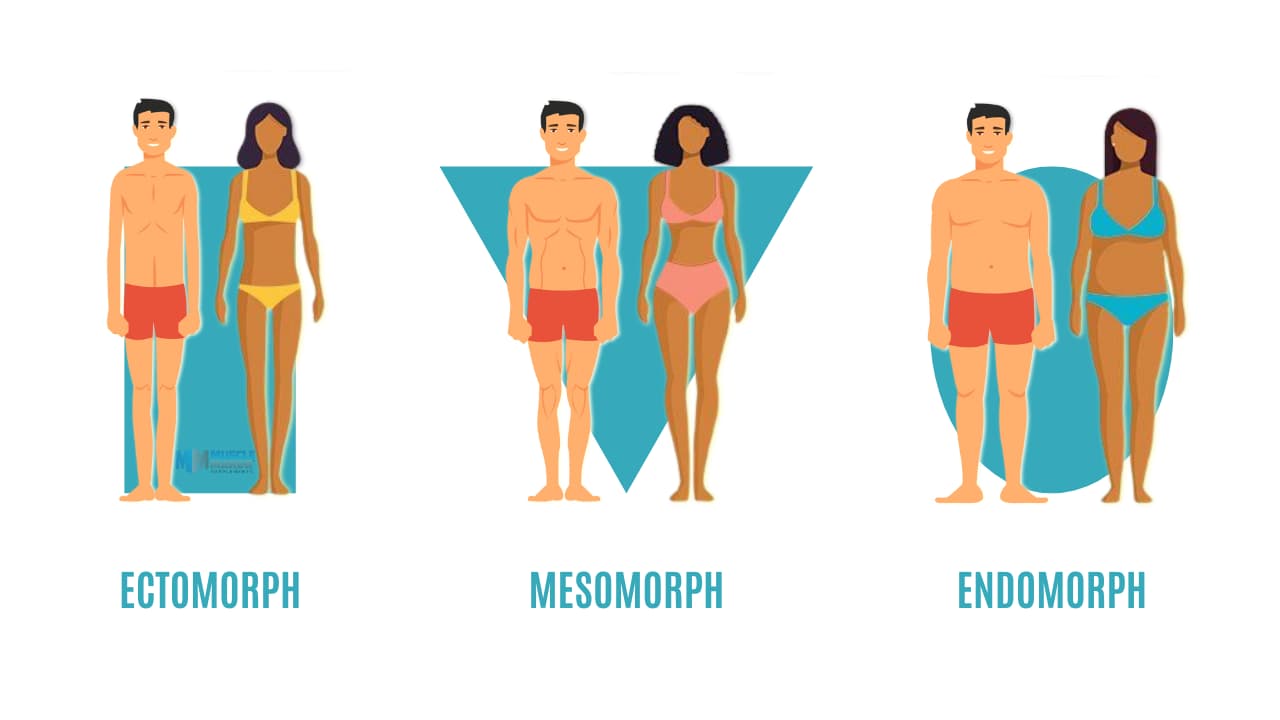 What's Your Body Type - Ectomorph, Mesomorph, Endomorph