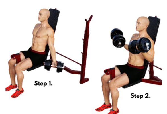 Seated Dumbbell Curl - How to do seated dumbbell curls